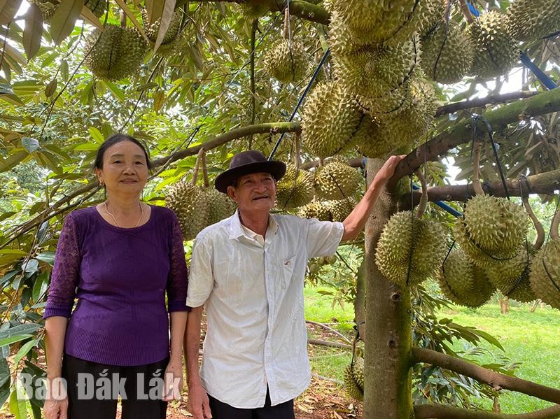 Nong dan U70 thu bac ty tu vuon trai cay