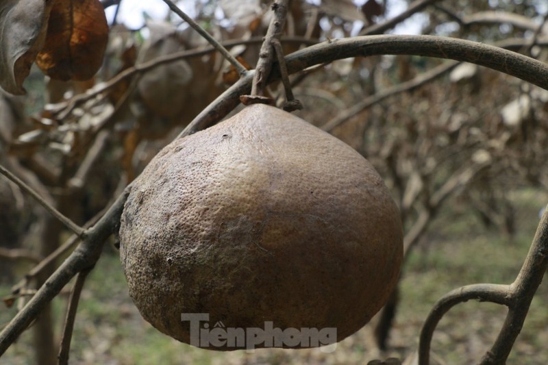 Sau lu, vuon buoi “tien vua” cua nguoi dan bi thiet hai-Hinh-13