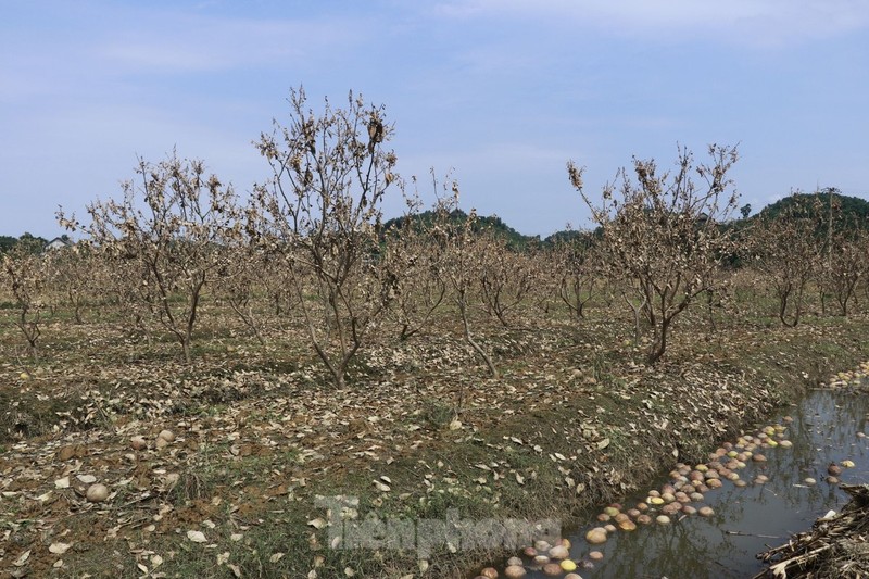 Sau lu, vuon buoi “tien vua” cua nguoi dan bi thiet hai-Hinh-3