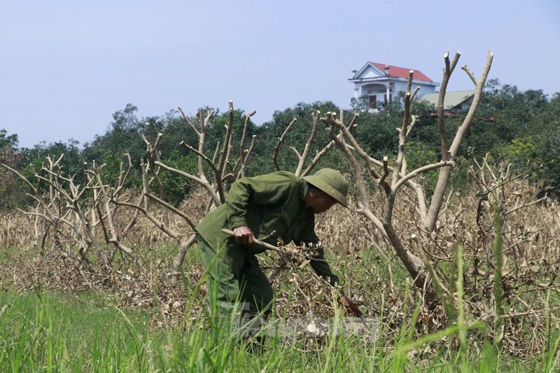 Sau lu, vuon buoi “tien vua” cua nguoi dan bi thiet hai-Hinh-6