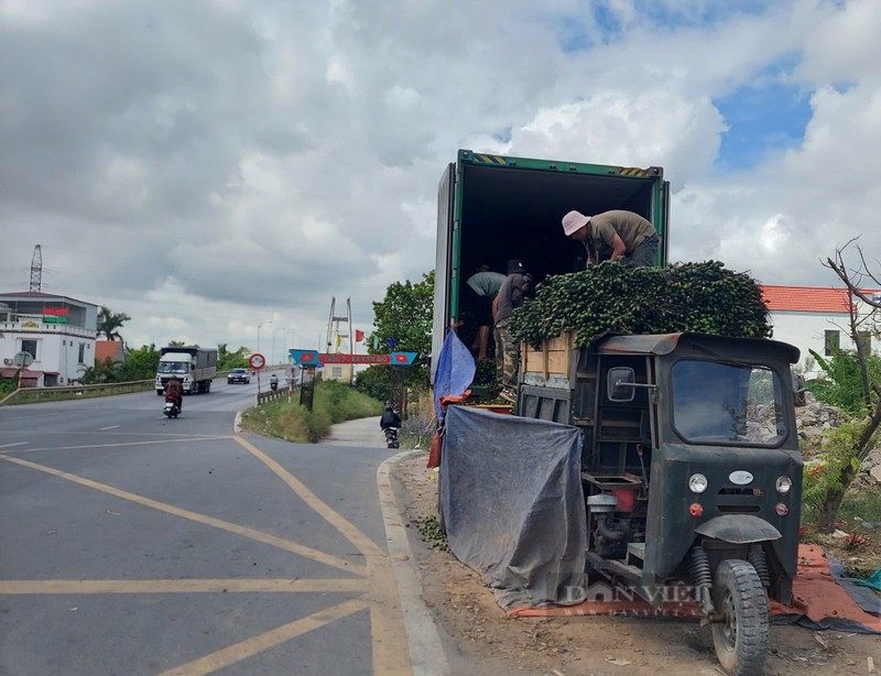 Hai Phong: Gia cau tuoi van o muc 80.000 dong/kg