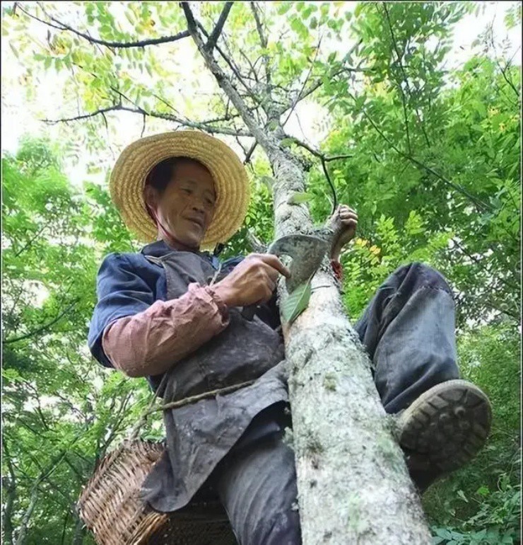 Giong cay bi don la “sat thu”,lai mang loi ich khong lo-Hinh-2