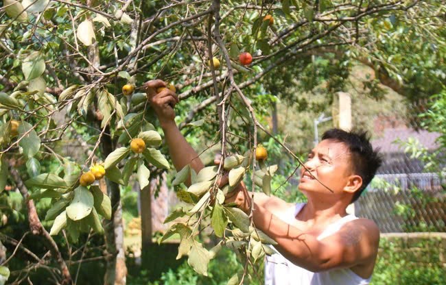 Nghe An: Loai qua dac san gia ban cao ky luc-Hinh-2