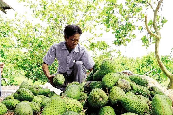 Mmang cau xiem Can Tho - giong cay trong cuc ky hung thinh