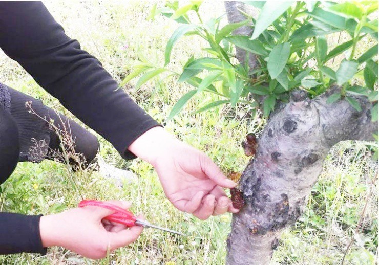 Loai dac san tuong vo gia tri nhung lai hoa “mo vang”-Hinh-2