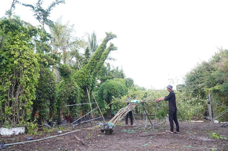 Cay canh hinh thu khong lo tien ty-Hinh-4