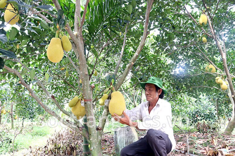 Nong dan trong mit ruot do giup mang lai kinh te kha cao