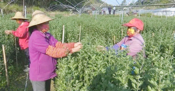 “Hoa cung” o Viet Nam, sang nuoc ngoai thanh “mo vang”-Hinh-2