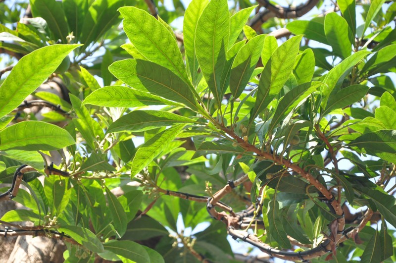 Cay trung ga tu quy, khach tra 500 trieu chu nha khong ban-Hinh-10