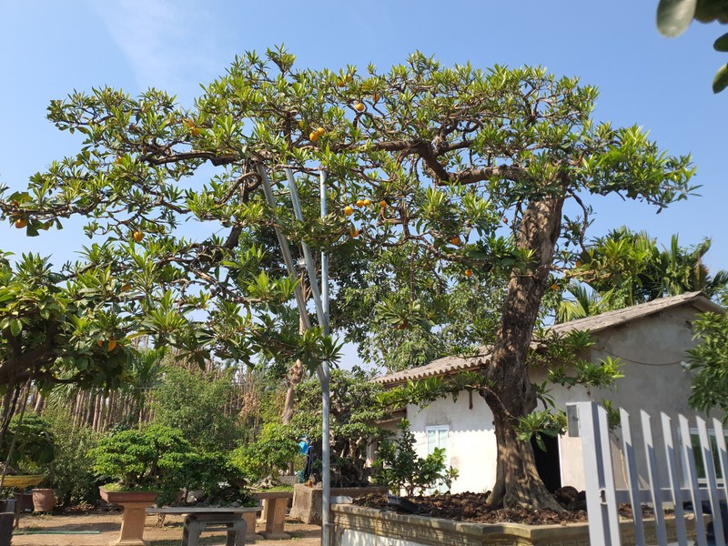 Cay trung ga tu quy, khach tra 500 trieu chu nha khong ban-Hinh-13