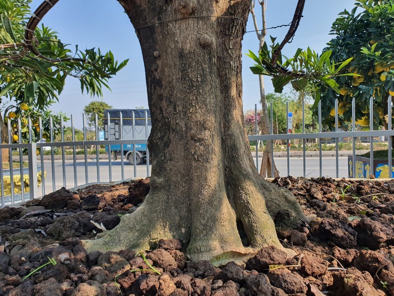 Cay trung ga tu quy, khach tra 500 trieu chu nha khong ban-Hinh-4