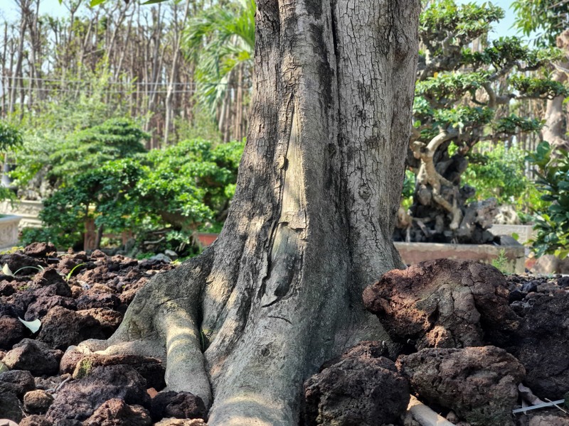 Cay trung ga tu quy, khach tra 500 trieu chu nha khong ban-Hinh-5