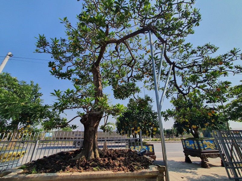 Cay trung ga tu quy, khach tra 500 trieu chu nha khong ban-Hinh-6