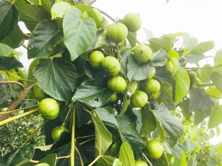 Cay vua chua doc, vua chua “vang” mang lai kinh te kha cao-Hinh-2