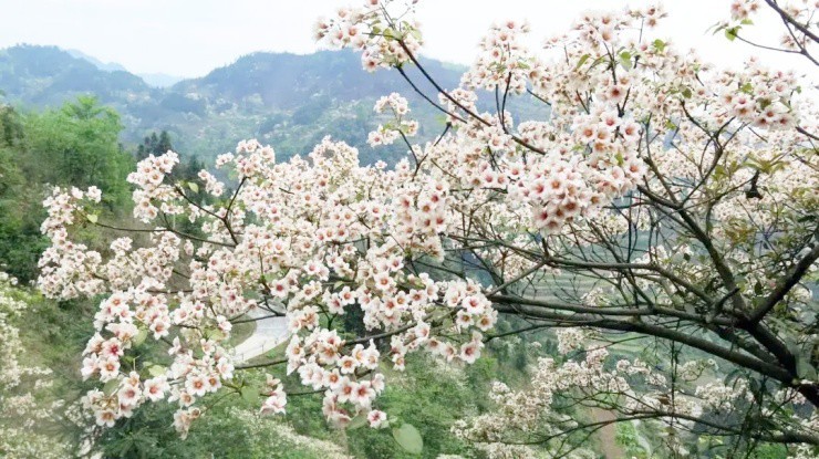 Cay vua chua doc, vua chua “vang” mang lai kinh te kha cao