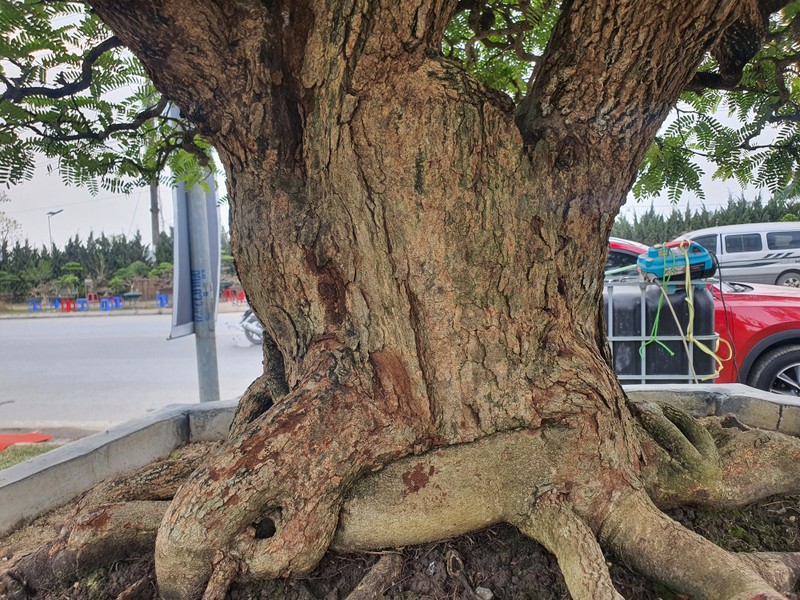 Cay an qua thanh bonsai, chu nhan ra gia 300 trieu moi ban-Hinh-11