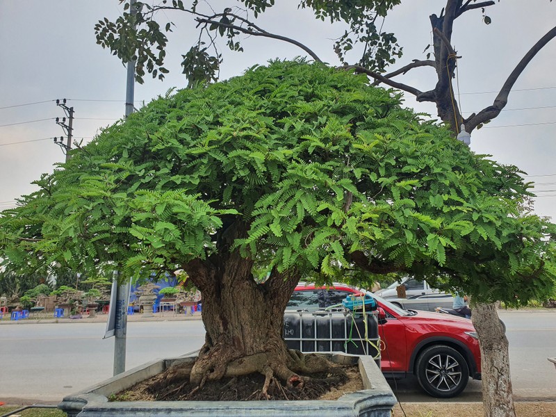 Cay an qua thanh bonsai, chu nhan ra gia 300 trieu moi ban-Hinh-12