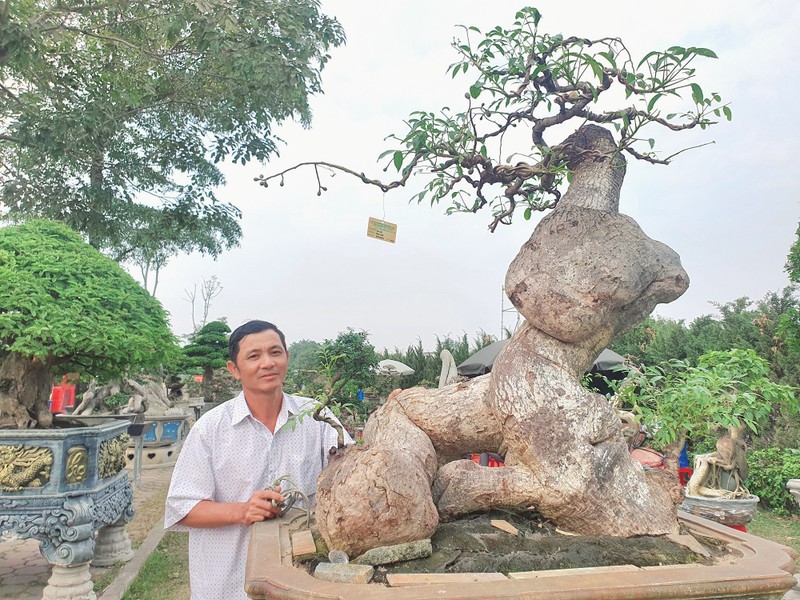 Cay an qua thanh bonsai, chu nhan ra gia 300 trieu moi ban-Hinh-8