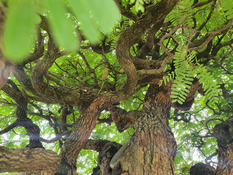 Cay an qua thanh bonsai, chu nhan ra gia 300 trieu moi ban-Hinh-9