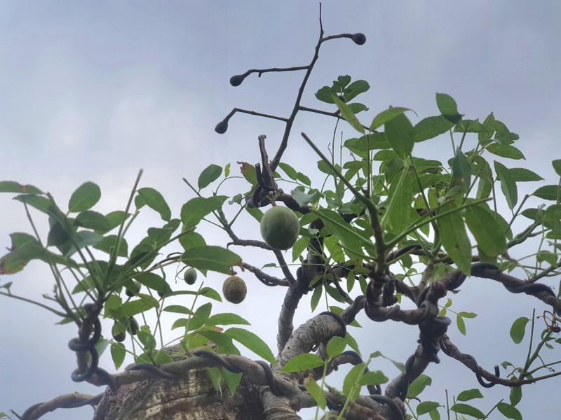 Cay an qua thanh bonsai, chu nhan ra gia 300 trieu moi ban