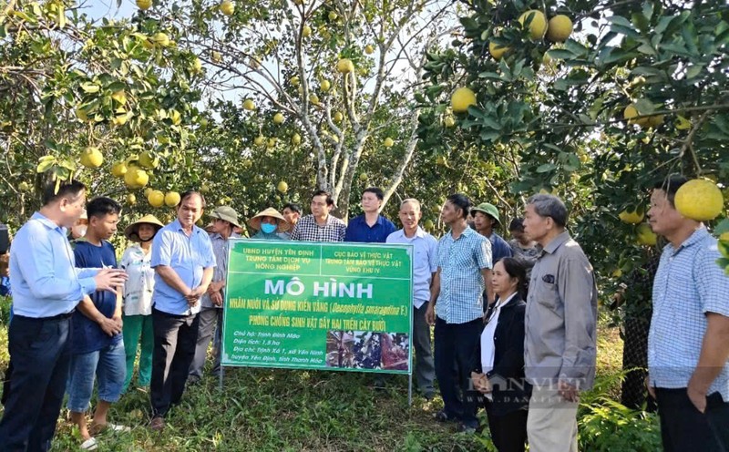 Doc dao mo hinh nuoi kien vang trong vuon buoi-Hinh-2