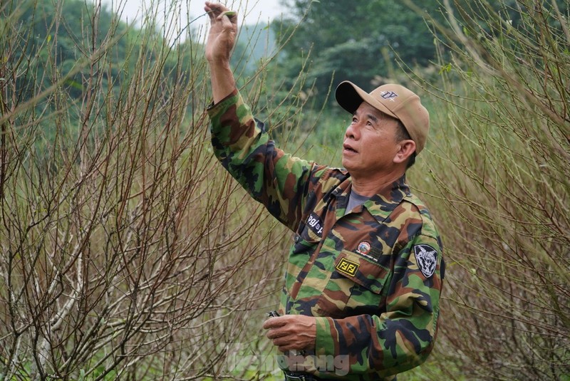 Nguoi dan lang dao tuot la, duong nu don Xuan ve-Hinh-11