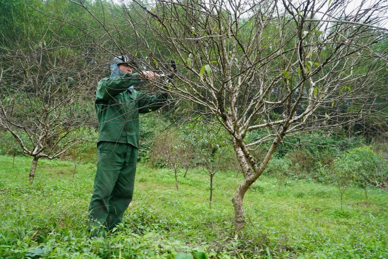 Nguoi dan lang dao tuot la, duong nu don Xuan ve-Hinh-4