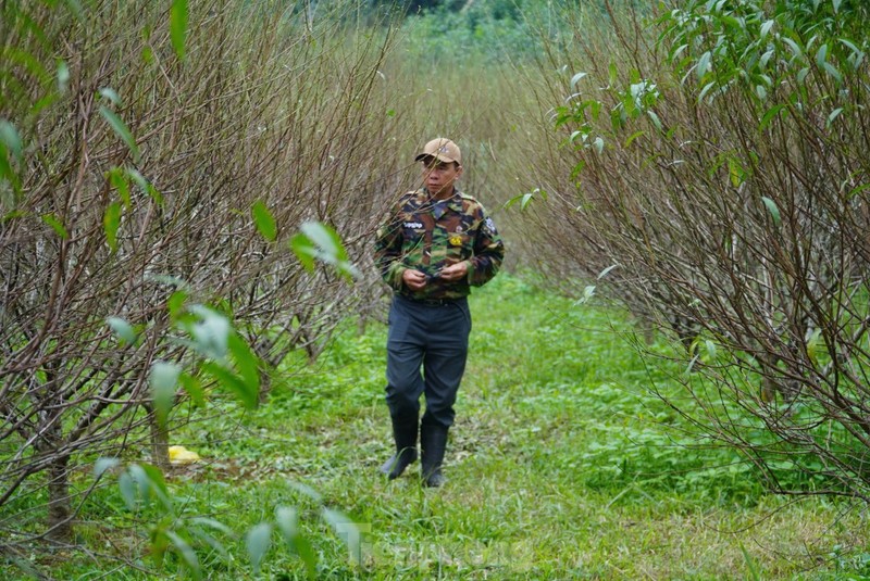 Nguoi dan lang dao tuot la, duong nu don Xuan ve-Hinh-5