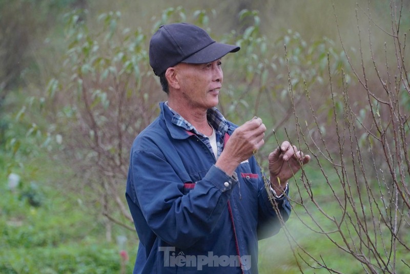 Nguoi dan lang dao tuot la, duong nu don Xuan ve-Hinh-6