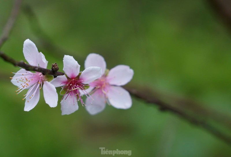 Nguoi dan lang dao tuot la, duong nu don Xuan ve-Hinh-9