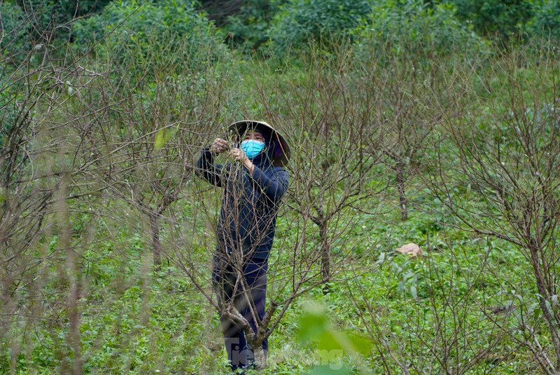 Nguoi dan lang dao tuot la, duong nu don Xuan ve