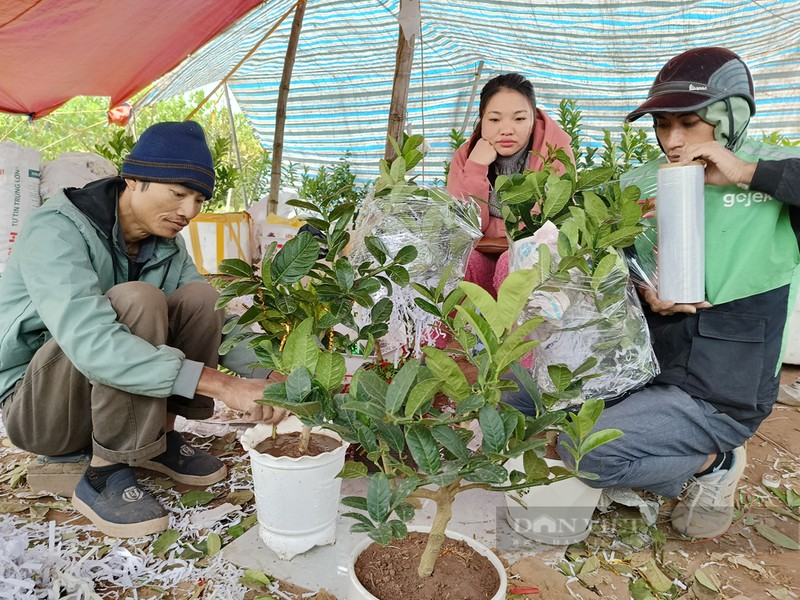 Bonsai “ban tay Phat”, mang ra pho lam nguoi vao xem-Hinh-2