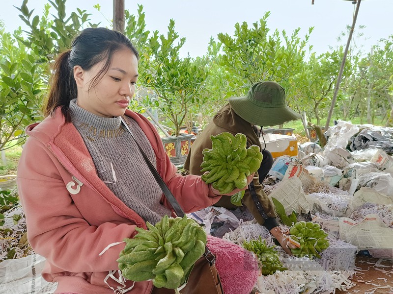 Bonsai “ban tay Phat”, mang ra pho lam nguoi vao xem-Hinh-4