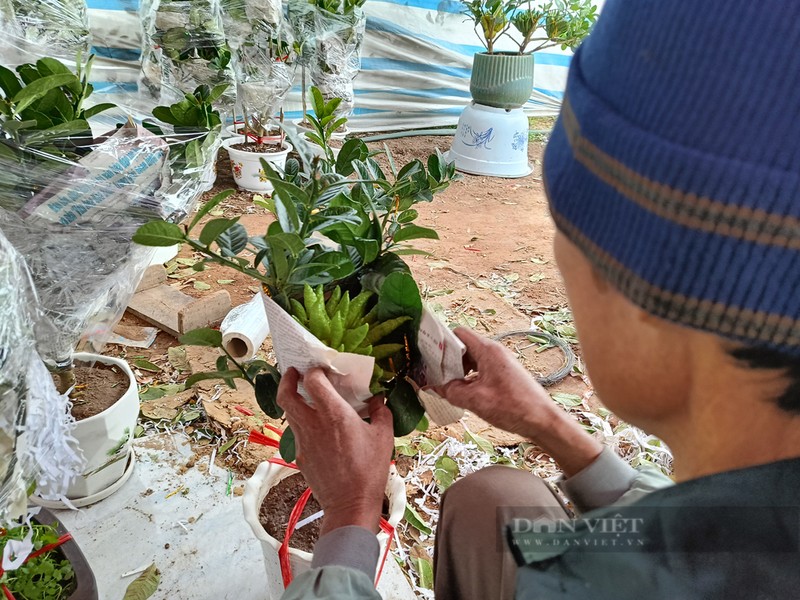 Bonsai “ban tay Phat”, mang ra pho lam nguoi vao xem-Hinh-5