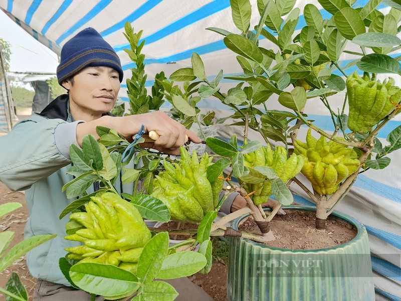 Bonsai “ban tay Phat”, mang ra pho lam nguoi vao xem