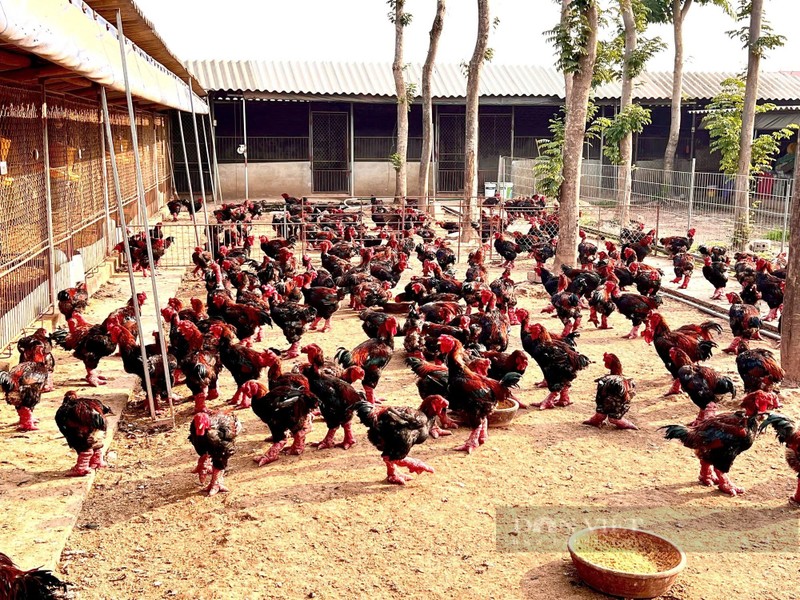 Khach tu Nhat Ban, Dai Loan bay sang mua ga tien vua