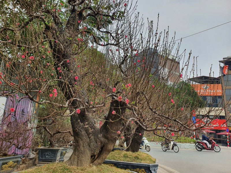 Dao co thu ngap tran khap pho Ha Noi, nghe gia giat minh-Hinh-3