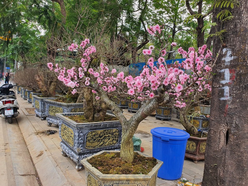 Dao co thu ngap tran khap pho Ha Noi, nghe gia giat minh-Hinh-9