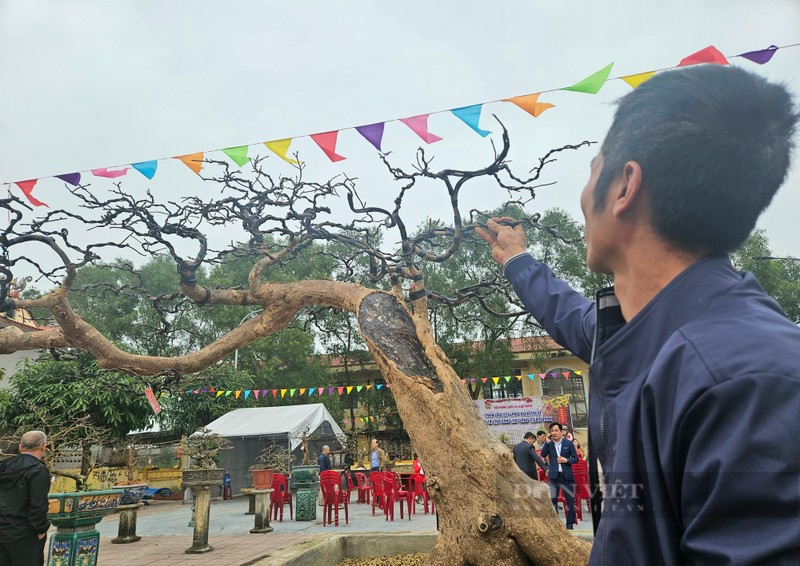 Cay mai vang co thu gan 100 tuoi, tra 500 trieu chua ban-Hinh-2