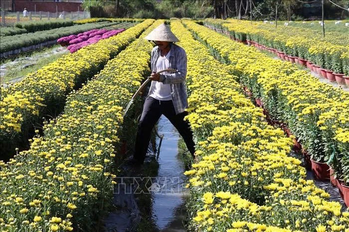 Lang hoa Tien Giang ron rang vao vu Tet-Hinh-2