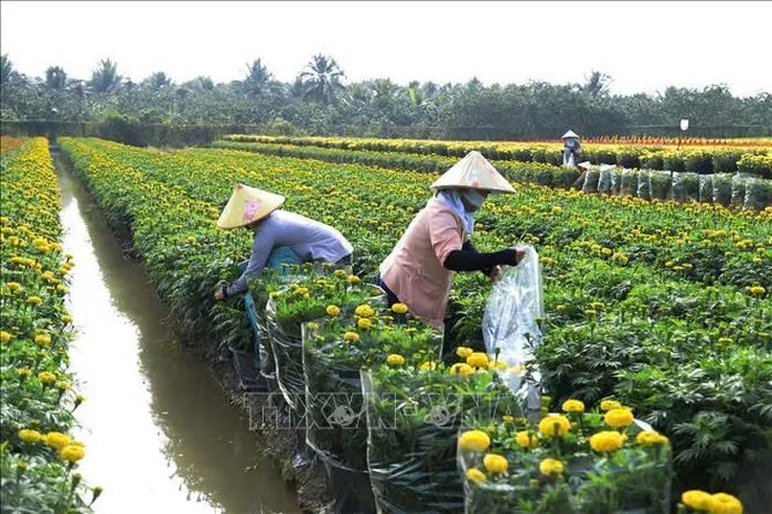 Lang hoa Tien Giang ron rang vao vu Tet-Hinh-3