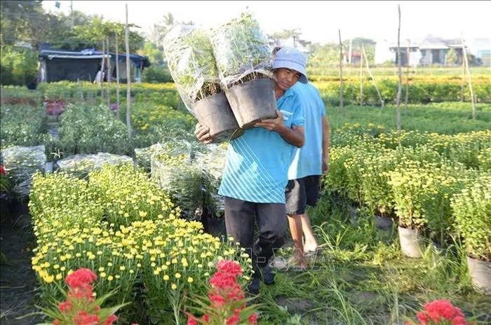 Lang hoa Tien Giang ron rang vao vu Tet-Hinh-6