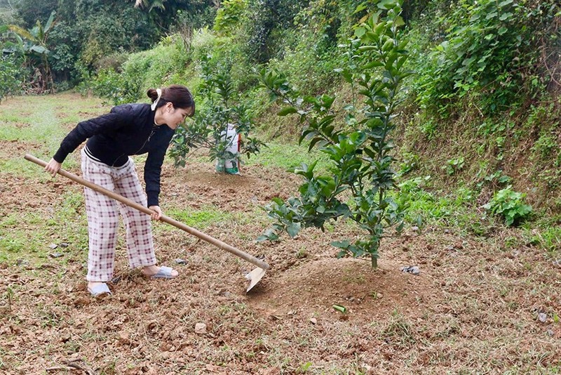 Nong dan Ha Tinh “hoi suc” cho cam sau mua thu hoach-Hinh-3