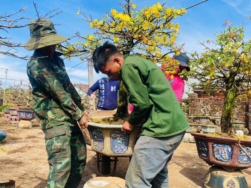 Nhon nhip dich vu cham soc mai vang