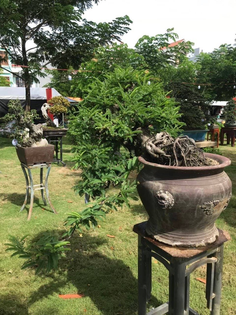 Can canh nhung cay bonsai dang dep gia den vai ty o Binh Dinh-Hinh-11