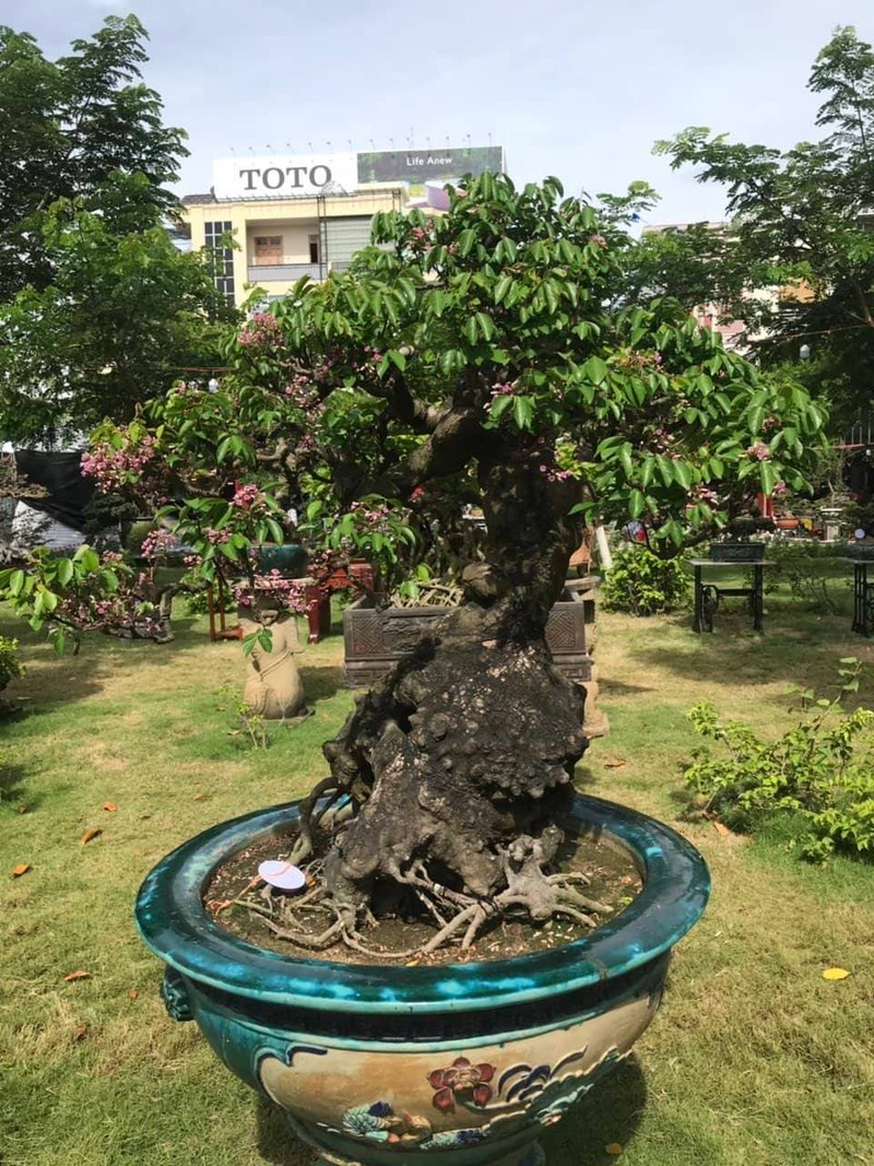 Can canh nhung cay bonsai dang dep gia den vai ty o Binh Dinh-Hinh-12