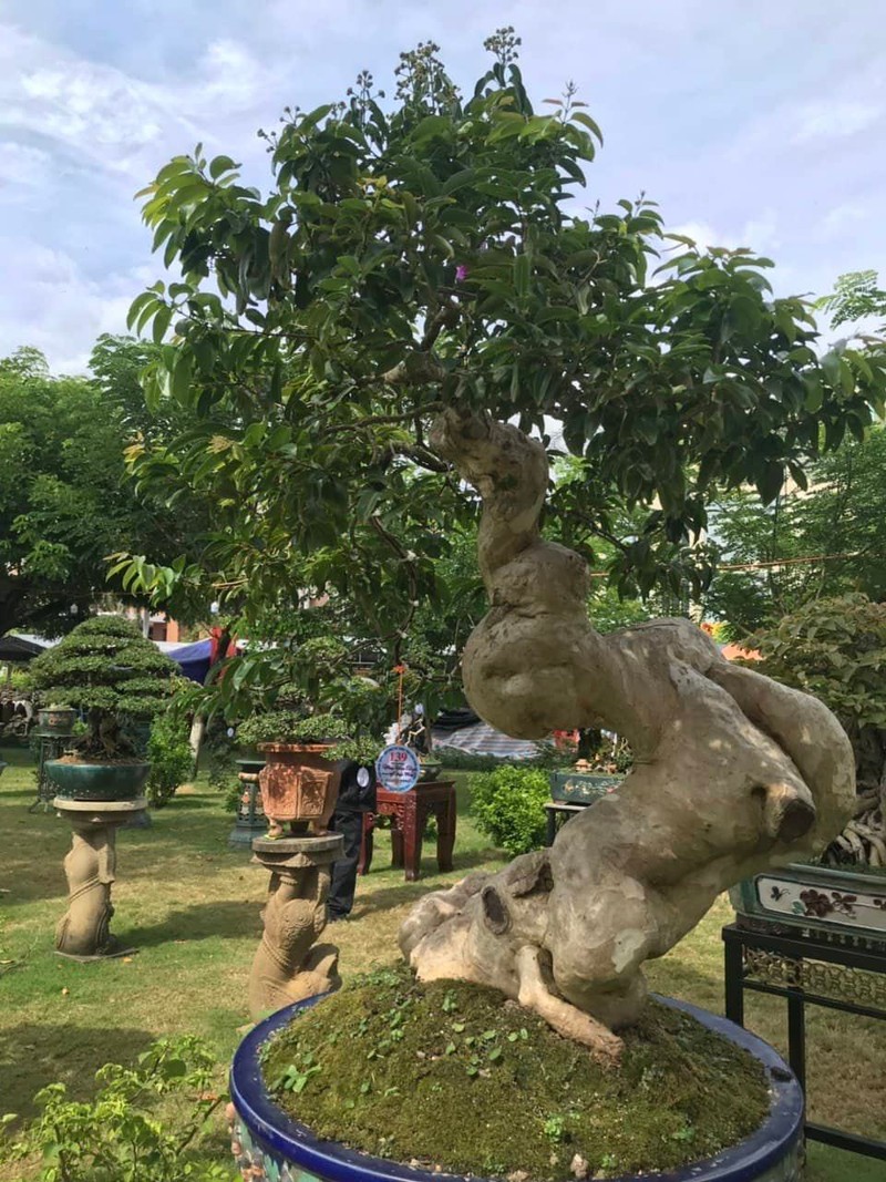 Can canh nhung cay bonsai dang dep gia den vai ty o Binh Dinh-Hinh-13