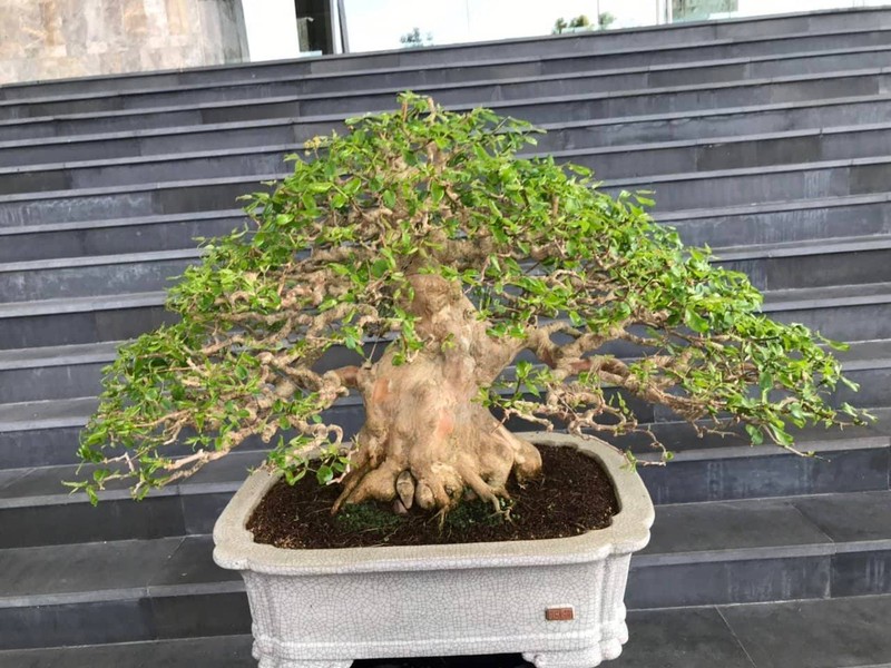 Can canh nhung cay bonsai dang dep gia den vai ty o Binh Dinh-Hinh-14