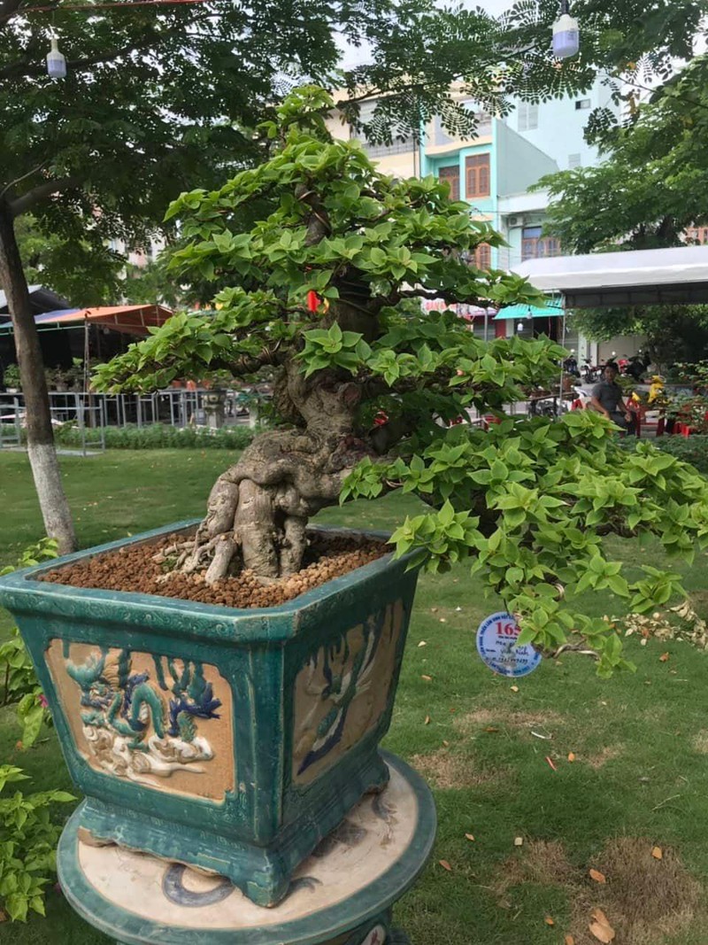 Can canh nhung cay bonsai dang dep gia den vai ty o Binh Dinh-Hinh-17