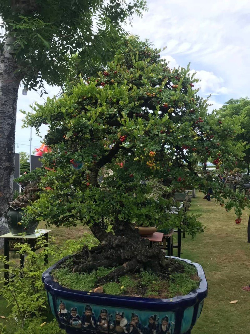 Can canh nhung cay bonsai dang dep gia den vai ty o Binh Dinh-Hinh-21